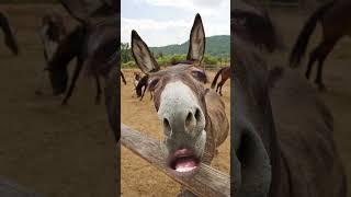 donkey comedy voice shoshodhocomedy foryou [upl. by Weiler221]