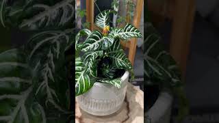 other indoor ornamental plantsdecorativeplants shortvideoviral plantlovers [upl. by Earazed75]