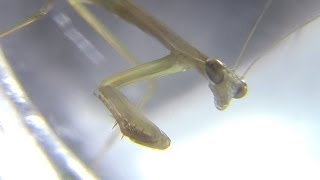 蚊の羽化を狙うカマキリの幼虫 Mantis eats Mosquito [upl. by Anelec]