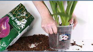 Repotting a Cymbidium Orchid [upl. by Jemimah]