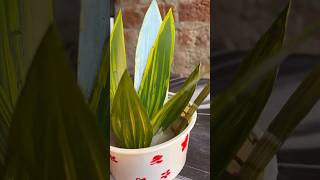 DIY snake plant of waste material diy shorts youtubeshorts tranding viralshort craft plant [upl. by Niraj]