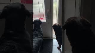 Doggy doorbells dogs funny funnydogs labrador labradorretriever [upl. by Enerehs359]