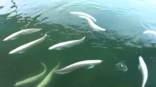 Blue Crystal Aquarium Albino Silver Arowanas [upl. by Aklog549]