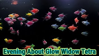 Glow Widow Tetra Care guide [upl. by Henrieta]