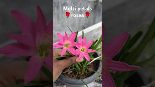 Multi petals Rosea 🌹 Rainlilys sale flowers viralvideo treanding shorts rainlilyflower [upl. by Ahsinnor624]