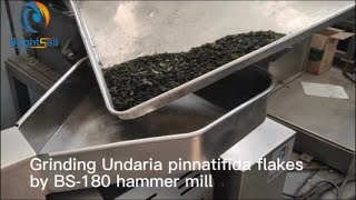 Grinding Dry undaria pinnatifida flakes by BS180 hammer mill into powder [upl. by Eitsirhc]