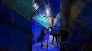 Brighton Sealife Centre 2024 [upl. by Anirol]