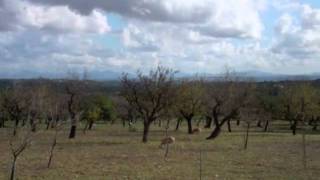 Caimari Olive Fair Mallorca [upl. by Carpenter43]