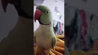 Bolne Wala Tota 😍trend love cute greenparrot mitthu birds viralvideo shortvideo [upl. by Nats]