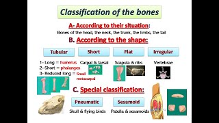 Osteology by dr khaled shoghy [upl. by Essined]