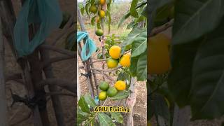 ABIU Fruiting  Aadhya Exotics  9290909559 [upl. by Nomelif]