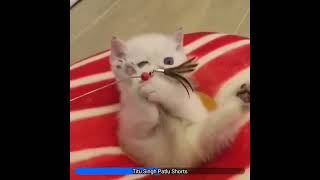 Funnest Dog and Cat Video Ever 😂 funny puppy shortsfeed cat viral funny [upl. by Platon]