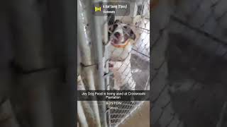 Does your kennel feed JOYDogFood fueledbyjoy dogs huntingdog houndsman hounddog [upl. by Chico]