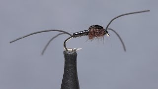 Early Black Stonefly Nymph [upl. by Esma960]