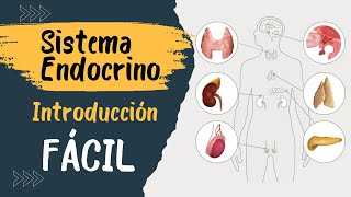 ✅ SISTEMA ENDÓCRINO  Explicado FÁCIL  Glándulas y hormonas [upl. by Novrej366]