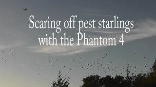 Scaring off pest starlings with the Phantom 4 [upl. by Berner]