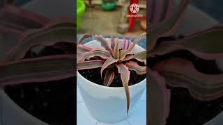 Cryptanthusstarfish plant viralvideo shortvideo shorts satisfying [upl. by Drawoh952]