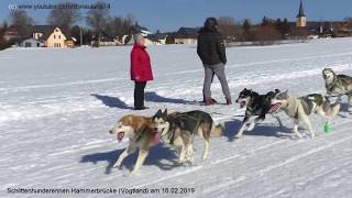 Schlittenhunderennen Hammerbrücke Vogtland am 16022019 [upl. by Utas489]