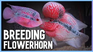 Easy way to Successfully Breed Flowerhorn in Aquarium [upl. by Enela]