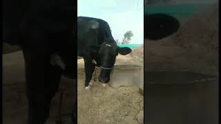 Ketosis in cattle Ramawat vets club [upl. by Sluiter]