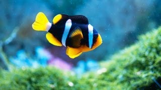 How to Maintain Fish Tank When Away  Aquarium Care [upl. by Nylrehc]