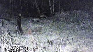 Center Parcs Whinfell Forest Not 1 Not 2 but THREE badgers caught on camera [upl. by Semaj780]