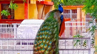 मोर का डांस peacock 🦚 dance 💃 roof birds the india pefowlpeacock sound and peacock flying peahen [upl. by Namruht193]