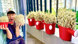 Make Your Own Bean Sprouts At Home In A Plastic Cup Easily  Amazing Results [upl. by Amek]