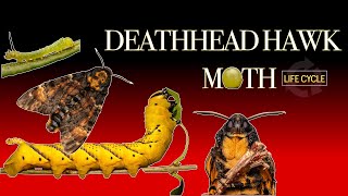 Deathshead hawk moth life cycle 🐛🦋 Caterpillar to Moth [upl. by Seugirdor]