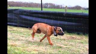 Staffordshire Bull Terrier Sporting Club NL DSA amp Quinlent Day 2011 [upl. by Iila]