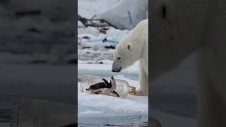 Polar bears brave rescue of injured penguin trapped in plastic bottle touches hearts [upl. by Savart]