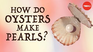 How do oysters make pearls  Rob Ulrich [upl. by Agni]