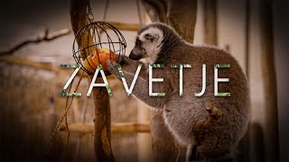 ZAVETJE  short documentary [upl. by Naj734]