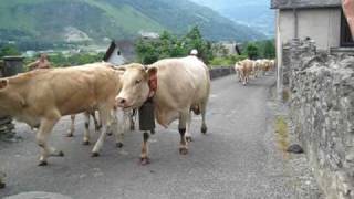 Transhumance in the Vallee dOssau  Pyrenees France [upl. by Hobart]