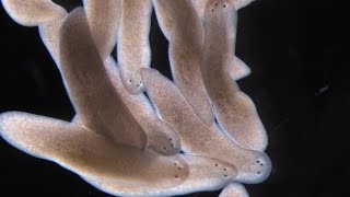 What Planarians Are Revealing About the Rules of Regeneration [upl. by Harbour]