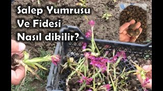 salep yumrusu ve fidesi nasıl dikilir [upl. by Keefe366]