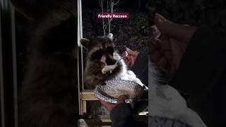 Friendly Raccoon Spoonfed At The Window friendlyraccoon [upl. by Willcox]