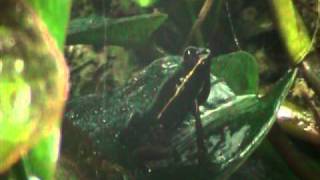 Phyllobates lugubris calling [upl. by Carlile]