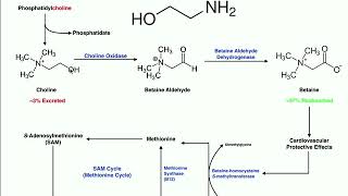 Lipid Biosynthesis  Phospholipid Synthesis 1 Inositols amp Glycerols [upl. by Dry923]