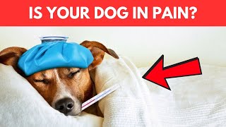 What Can I Give My Dog for Pain  Safe Pain Relief for Dogs [upl. by Anetsirhc]