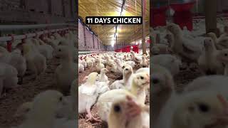 Chicken farm poultryfarm 11days chicken [upl. by Rocker]