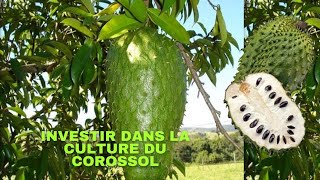 COMMENT INVESTIR DANS LA CULTURE DU COROSSOL [upl. by Aihcats136]