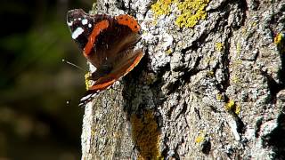 Mariposas diurnas de La Rioja Nymphalidae [upl. by Bremble700]