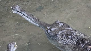 Gavial Du Gange  Gharial  Ferme Aux Crocodiles Pierrelatte [upl. by Ahsil]