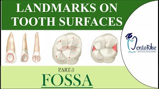 Landmarks on tooth surfaces Part3 FOSSA  Dental Terminology  Tooth landmarks  Dental Anatomy [upl. by Aropizt]