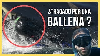 ¿Las BALLENAS comen HUMANOS Rorcual de Bryde  Ballena de Bryde [upl. by Neill]