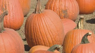 Texas drought impacts are clear at Dewberry Farm [upl. by Arorua]