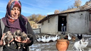 DAĞDA 4 GÜNDÜR EVE GELMEYEN KÖPEĞİMİZİ YAVRULARI İLE BERABER BULDUK  ÖZLENEN KAHVALTI [upl. by Ulrick]