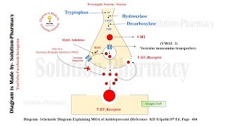 Antidepressant  Mechanism of Action of Antidepressant Drugs  Antidepressant Agent  Antidepressant [upl. by Lorelle]