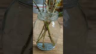 How To Propagate Jasmine Plant From Stem Cutting And Transfer To Soil [upl. by Loralee982]